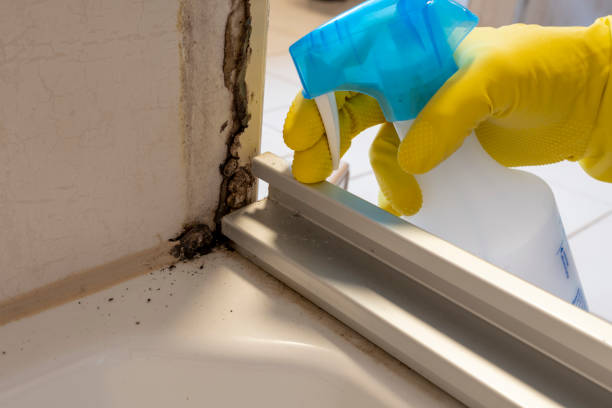 Best Emergency Mold Removal  in Clay City, KY
