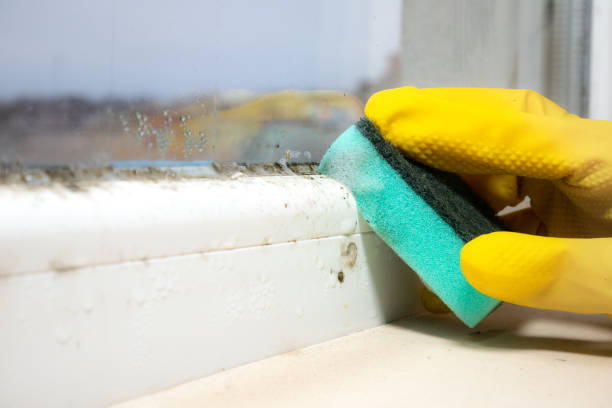 Best Best Mold Removal Companies  in Clay City, KY