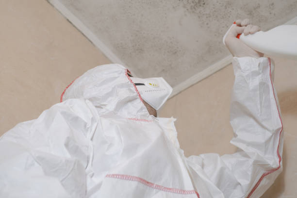 Best Mold Cleaning Services  in Clay City, KY