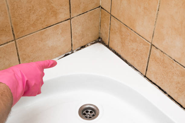 Best Affordable Mold Removal  in Clay City, KY
